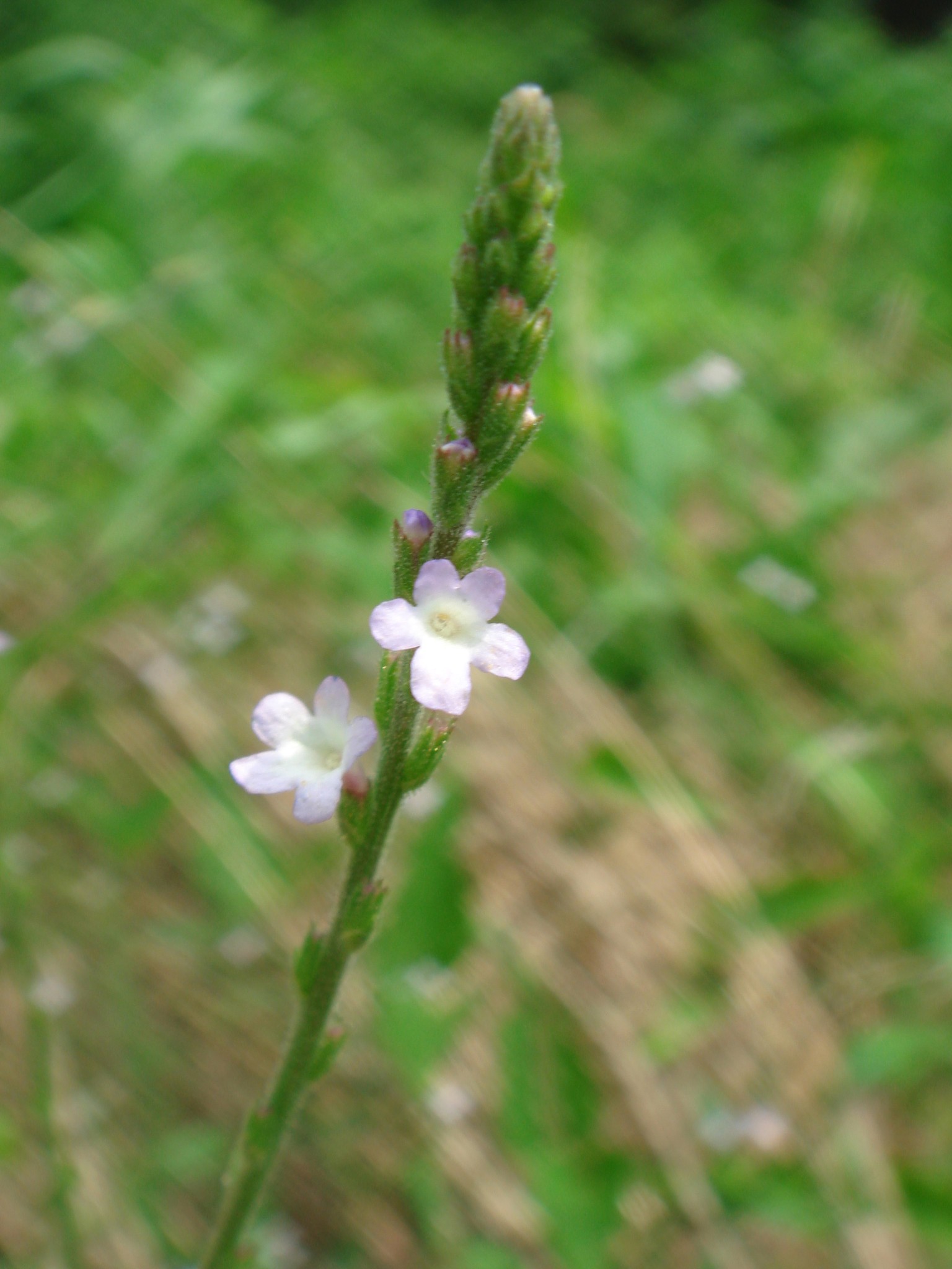 Verbena officinalis L.